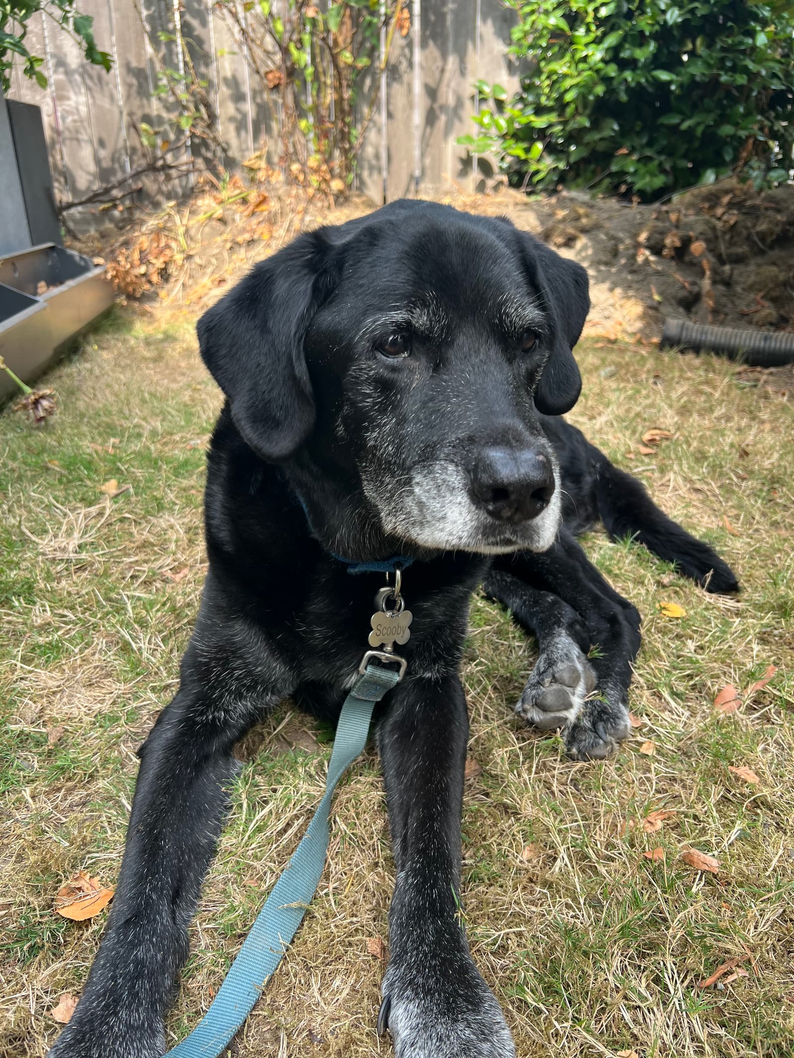 Calm dog portrait from Van Life Pet Care gallery